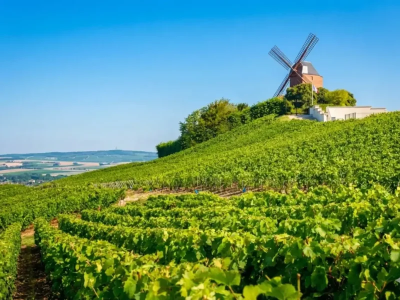 Full Day Champagne Private Tour From Paris