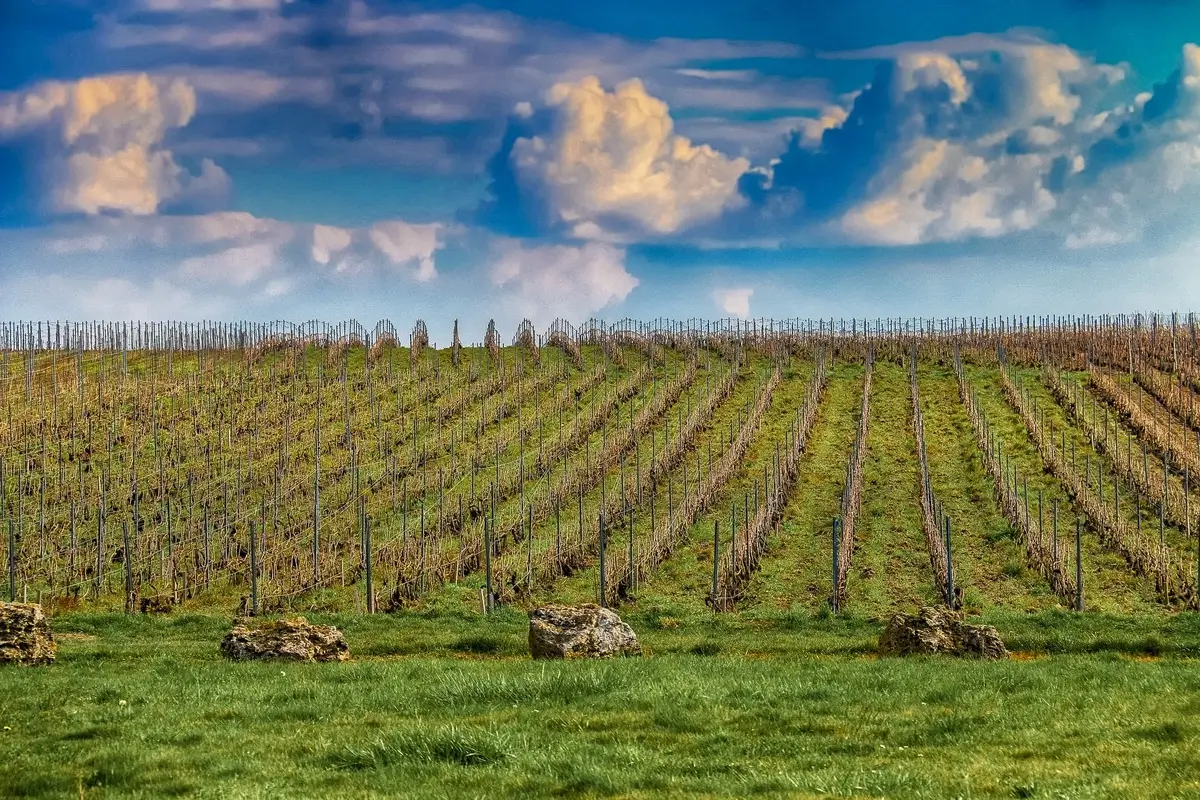 Champagne vineyards